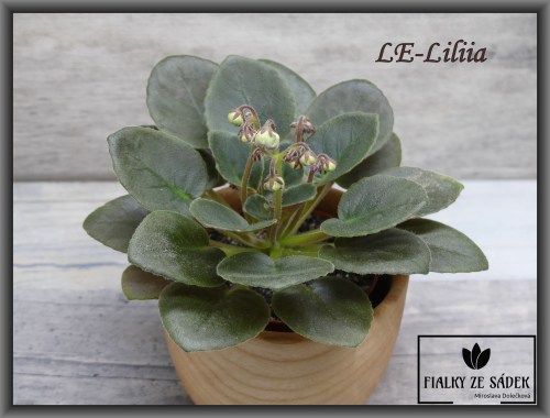 LE-Liliia